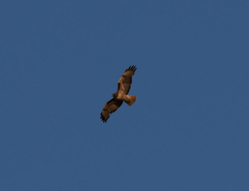 randomRed-Tailed Hawk