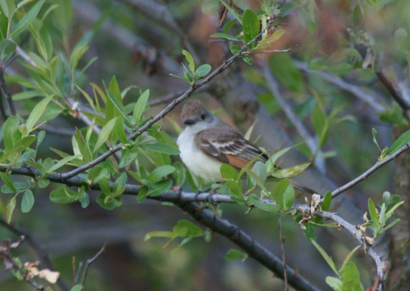 randomAsh-Throated Flycatcher