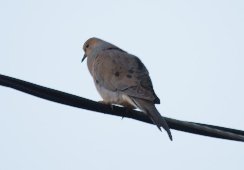randomMourning Dove