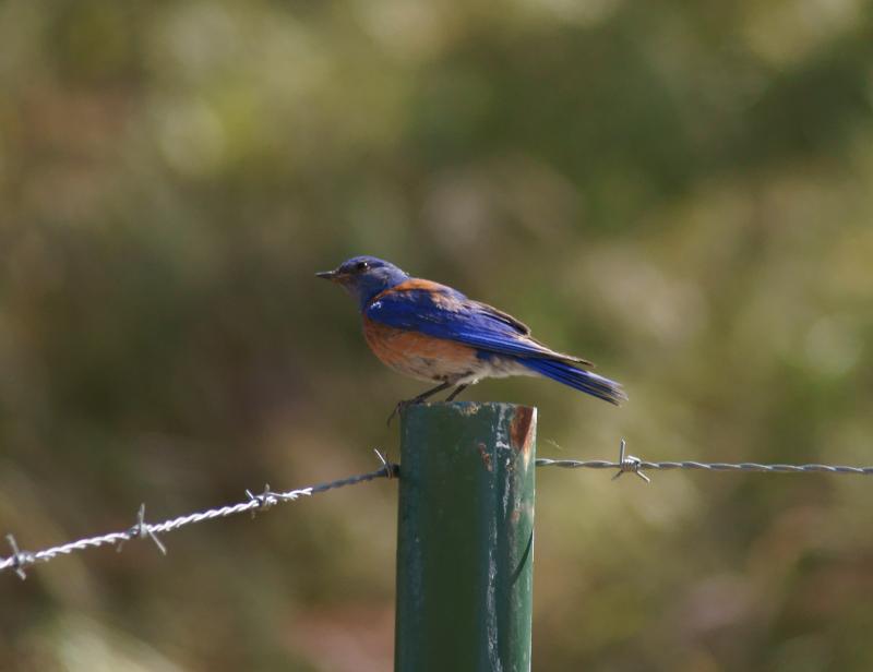 randomWestern Bluebird