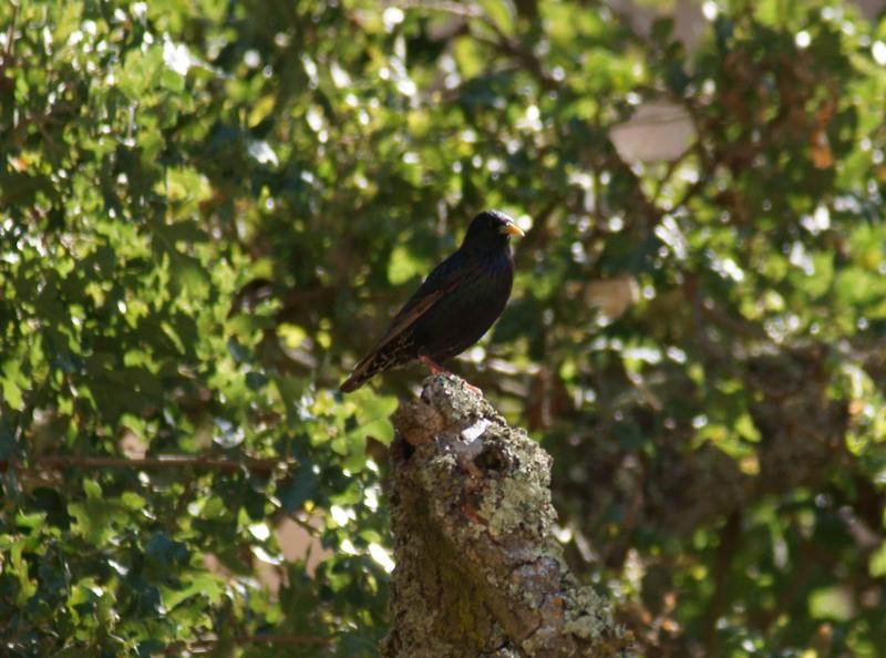 randomEuropean Starling