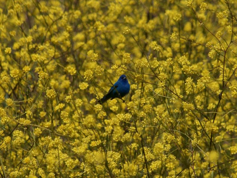 randomIndigo Bunting