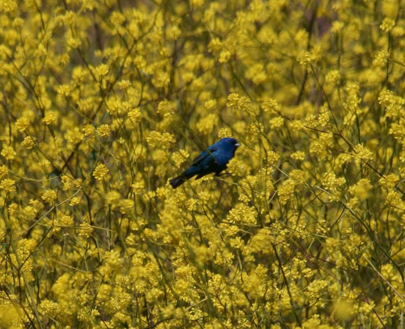 randomIndigo Bunting