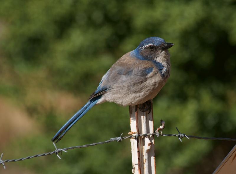 randomScrub Jay