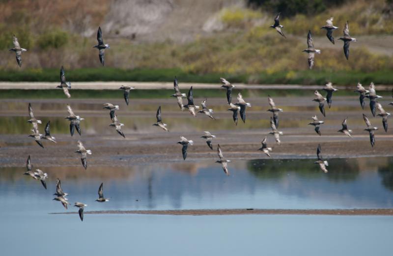 randomSanderling
