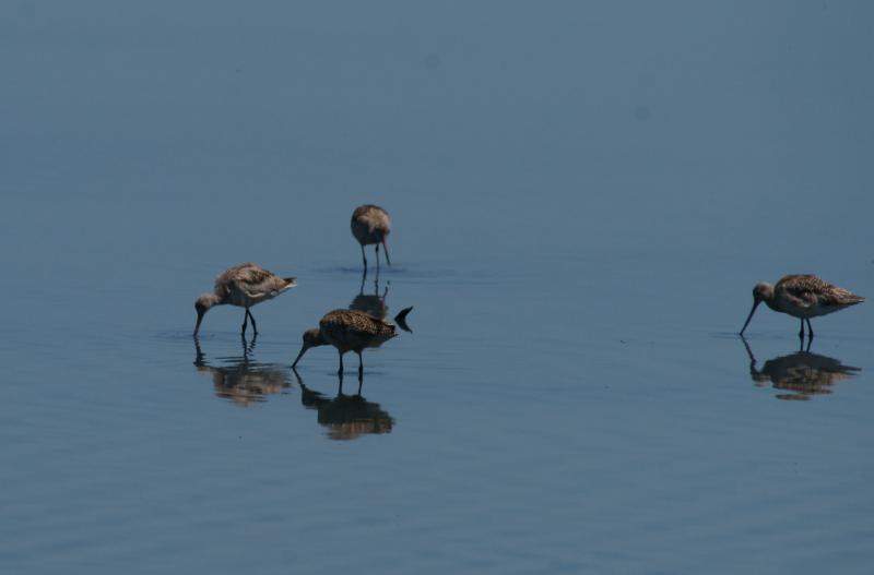 randomMarbled Godwit