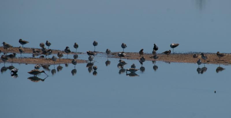 randomBlack-Bellied Plover