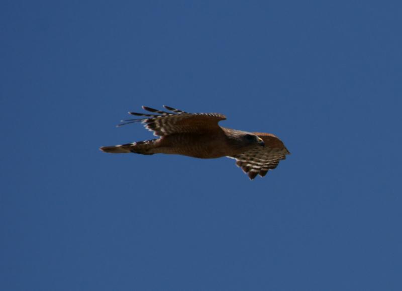 randomRed-Shouldered Hawk