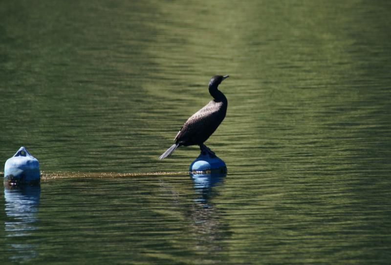 randomDouble-Crested Cormorant