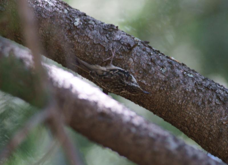 randomBrown Creeper