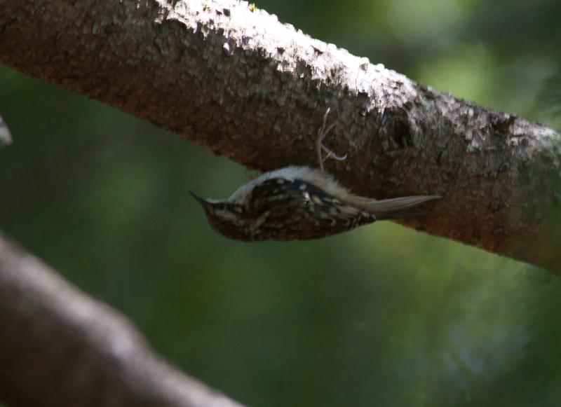 randomBrown Creeper