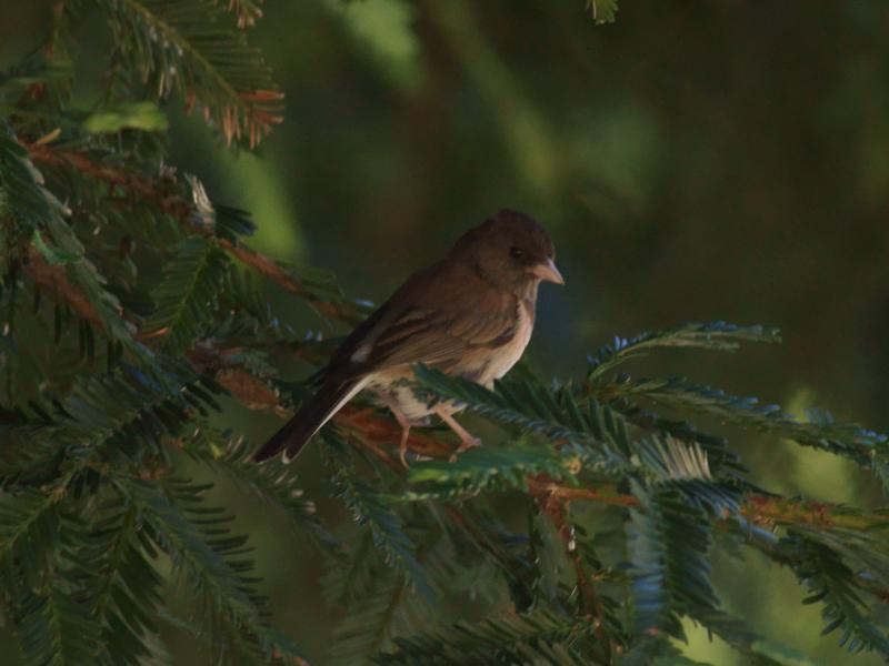 randomDark-Eyed Junco