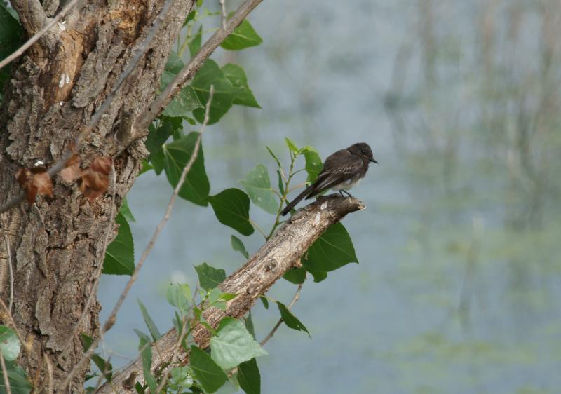 randomBlack Phoebe