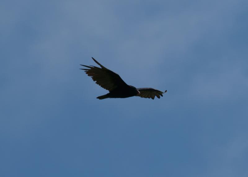 randomTurkey Vulture