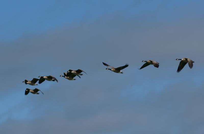 randomCanada Goose