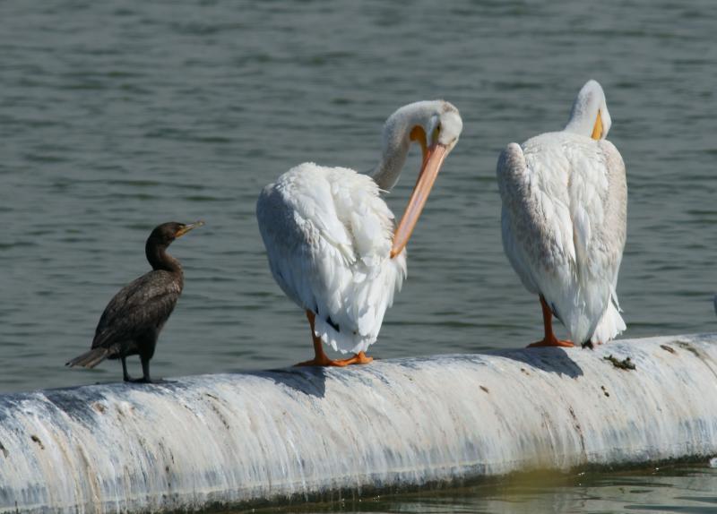 randomAmerican White Pelican