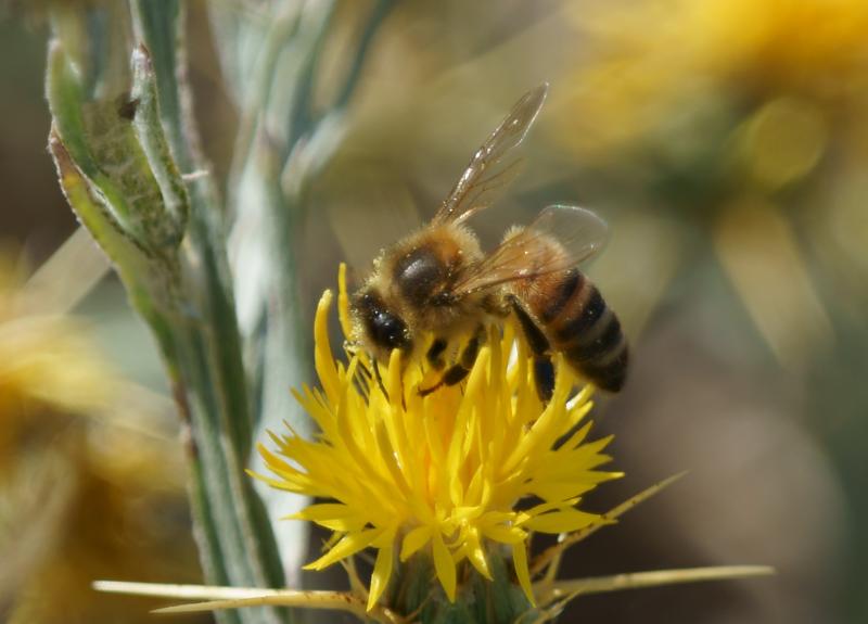 randomBee