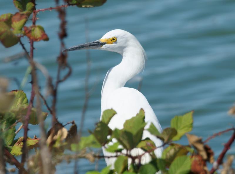 randomSnowy Egret