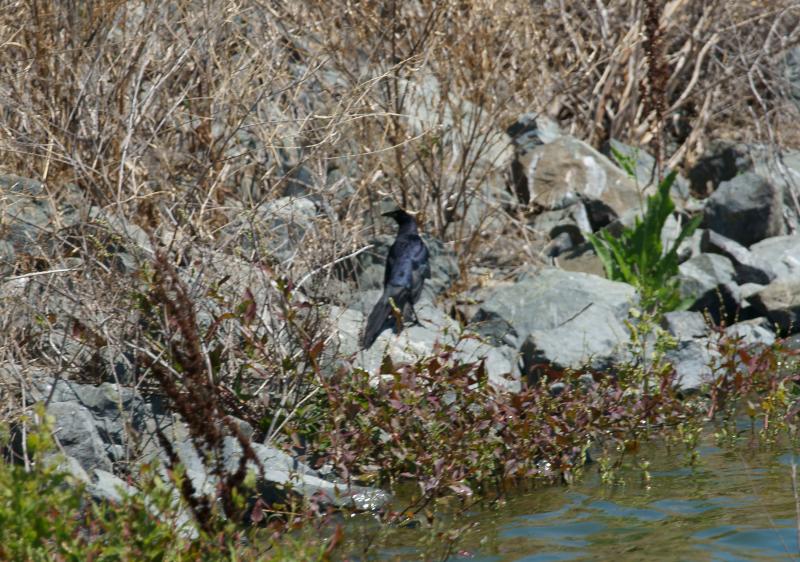 randomGreat-Tailed Grackle