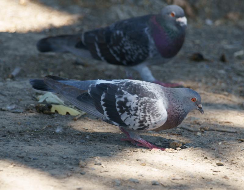 randomRock Pigeon