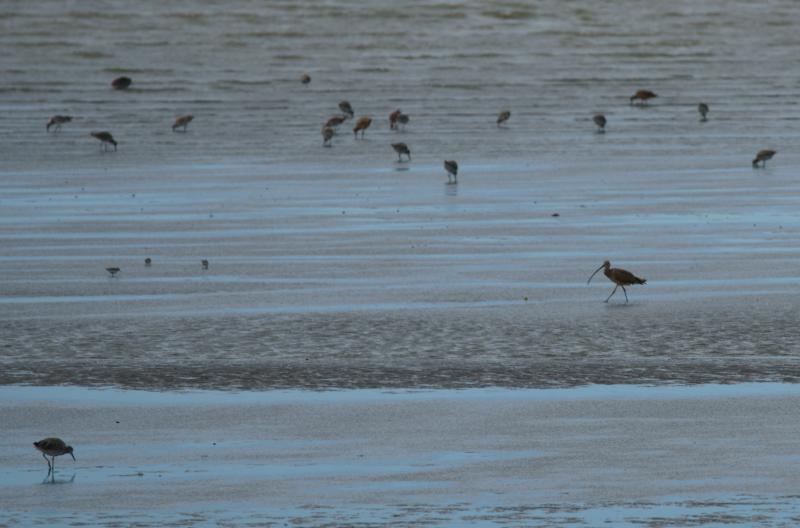 randomHayward Shoreline