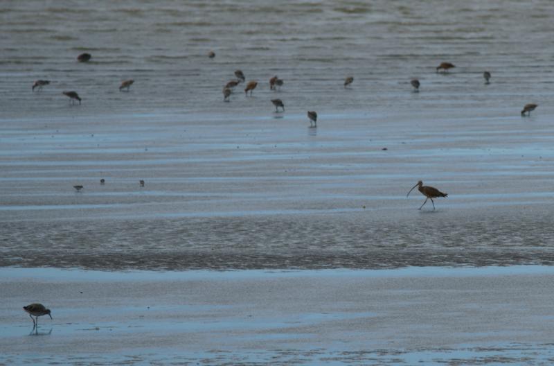 randomSanderling