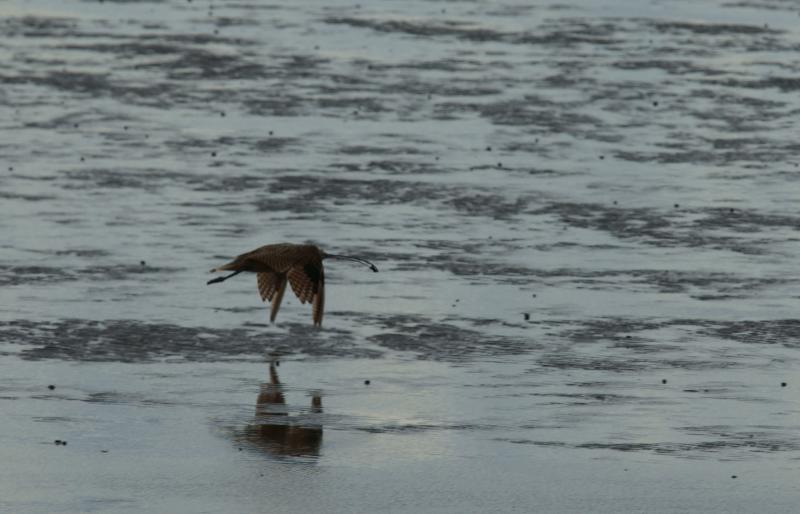 randomHayward Shoreline