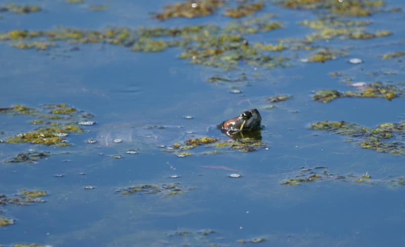 randomTerrapin