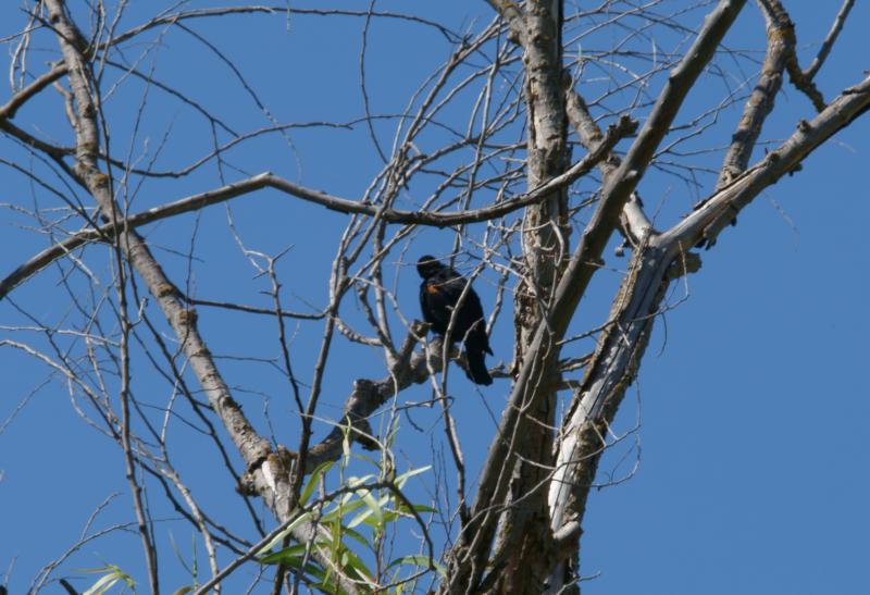 randomRed-Winged Blackbird