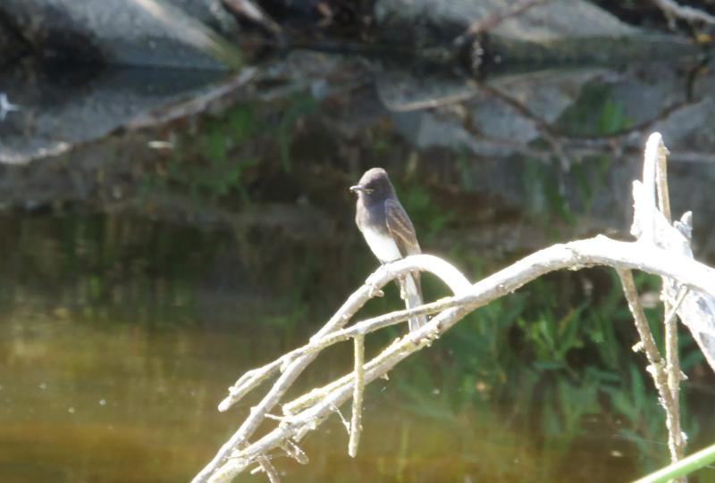 randomBlack Phoebe