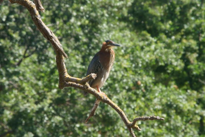 randomGreen Heron