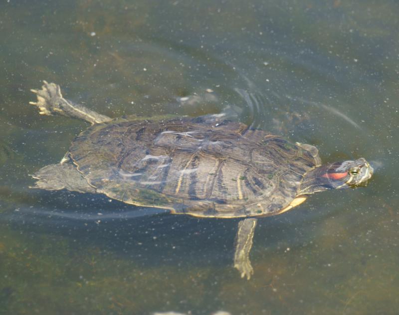 randomTerrapin
