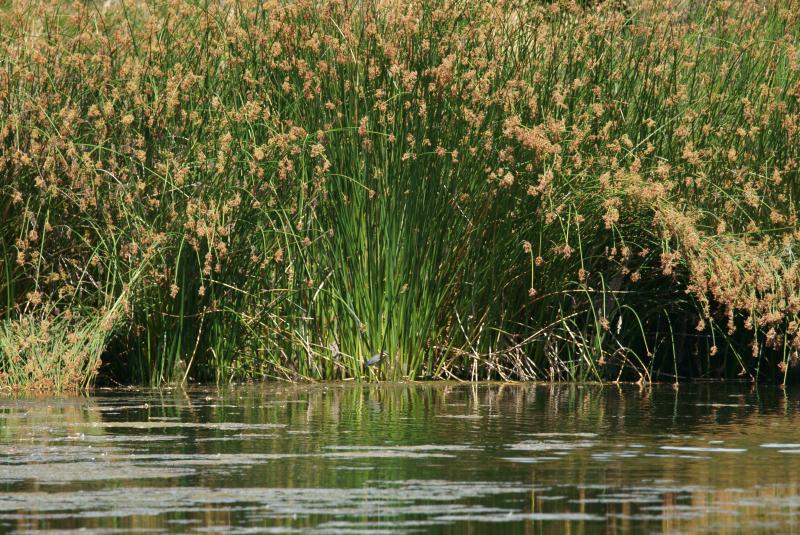randomGreen Heron