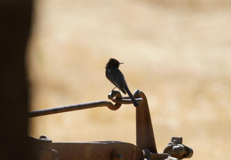 randomBlack Phoebe