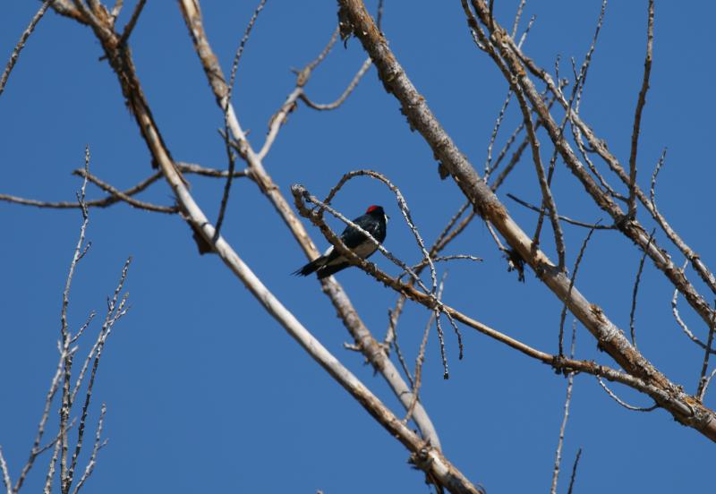 randomAcorn Woodpecker