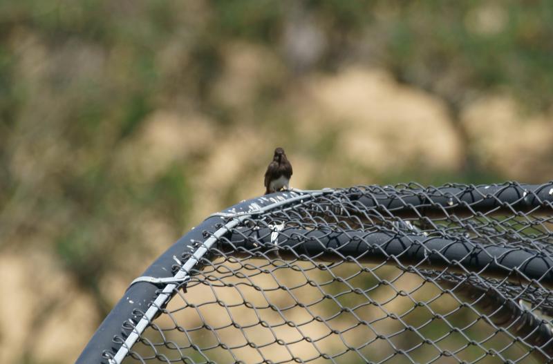 randomBlack Phoebe
