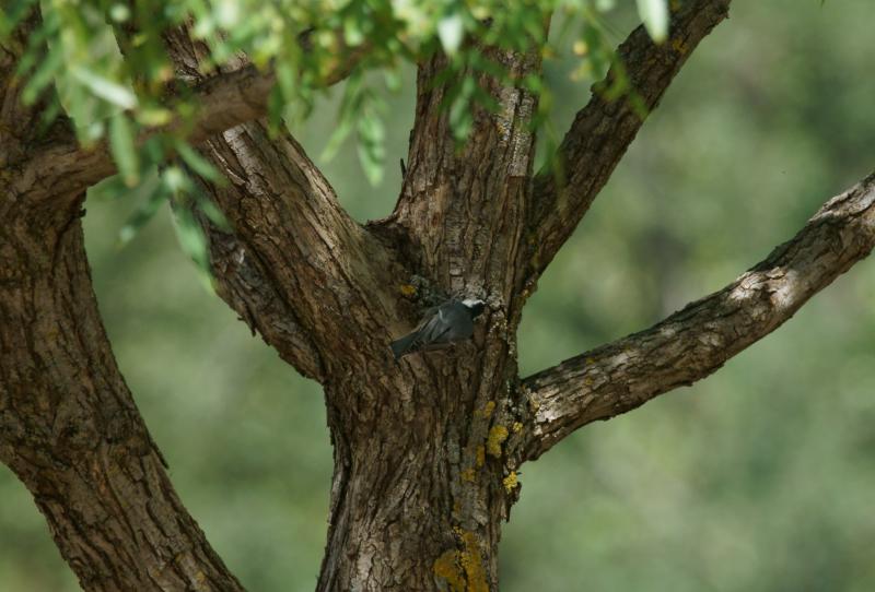 randomWhite-Breasted Nuthatch