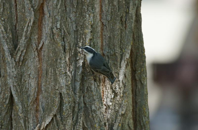 randomWhite-Breasted Nuthatch