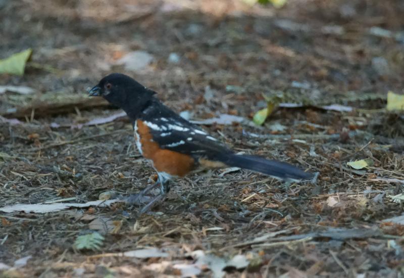 randomSpotted Towhee
