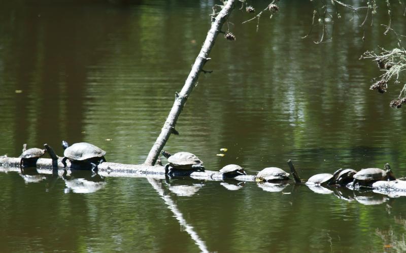 randomTurtle