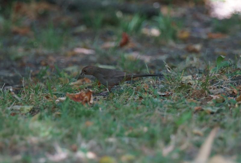 randomCalifornia Towhee