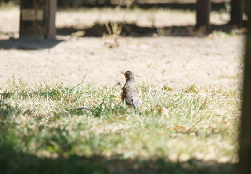 randomAmerican Robin