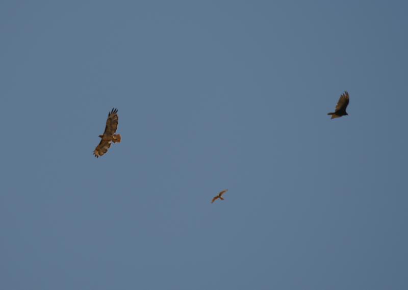 randomRed-Tailed Hawk