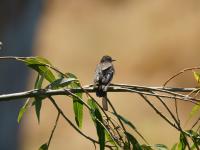 DSC01075.jpg