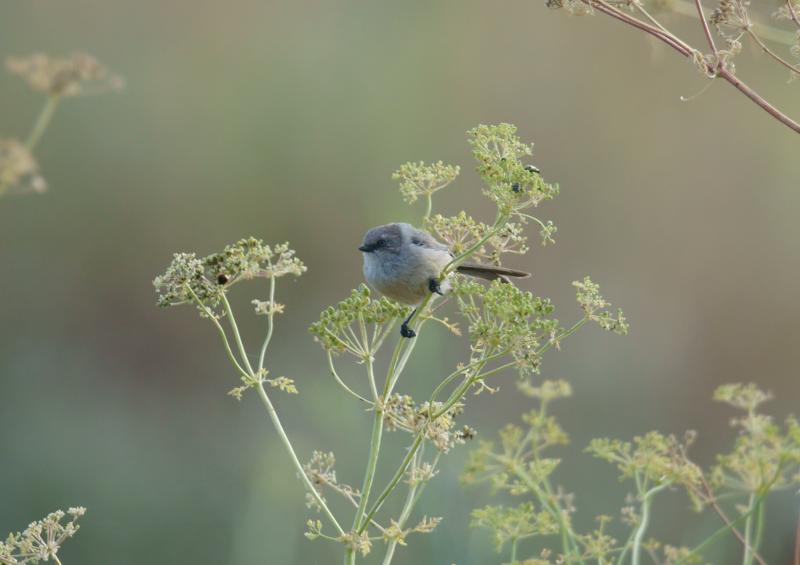 randomBushtit