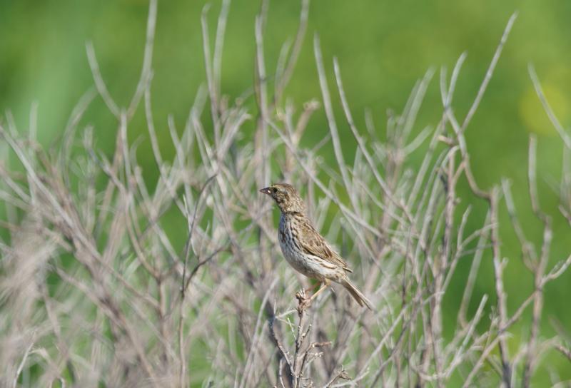 randomSavannah Sparrow