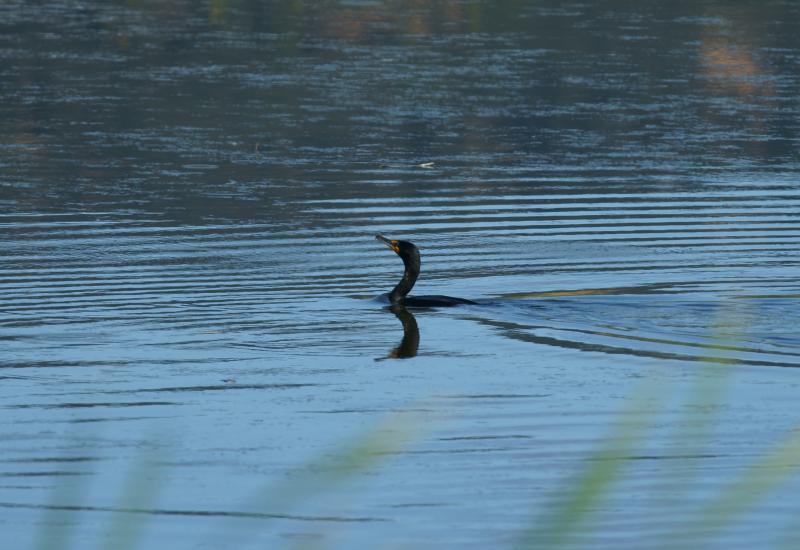 randomDouble-Crested Cormorant