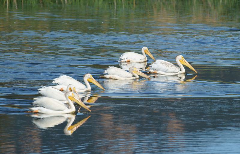 randomAmerican White Pelican