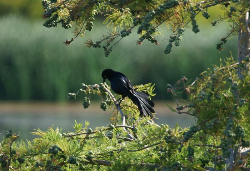 randomGreat-Tailed Grackle