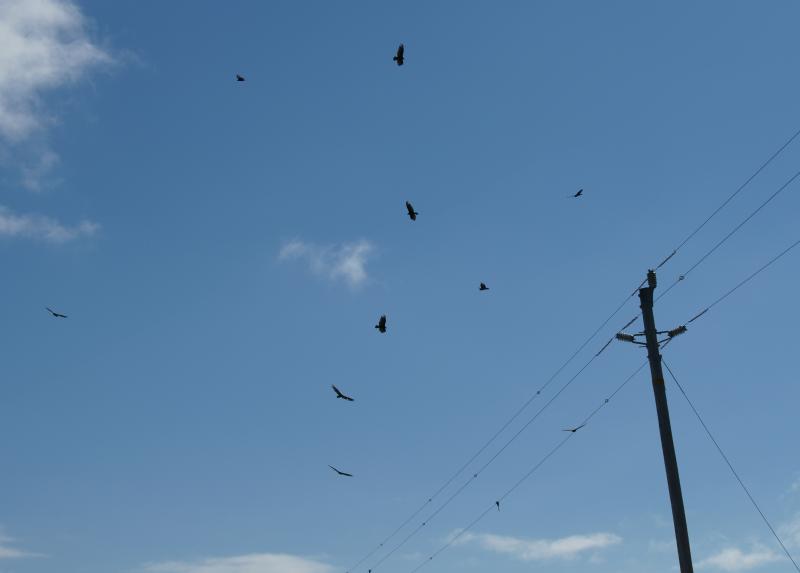 randomTurkey Vulture
